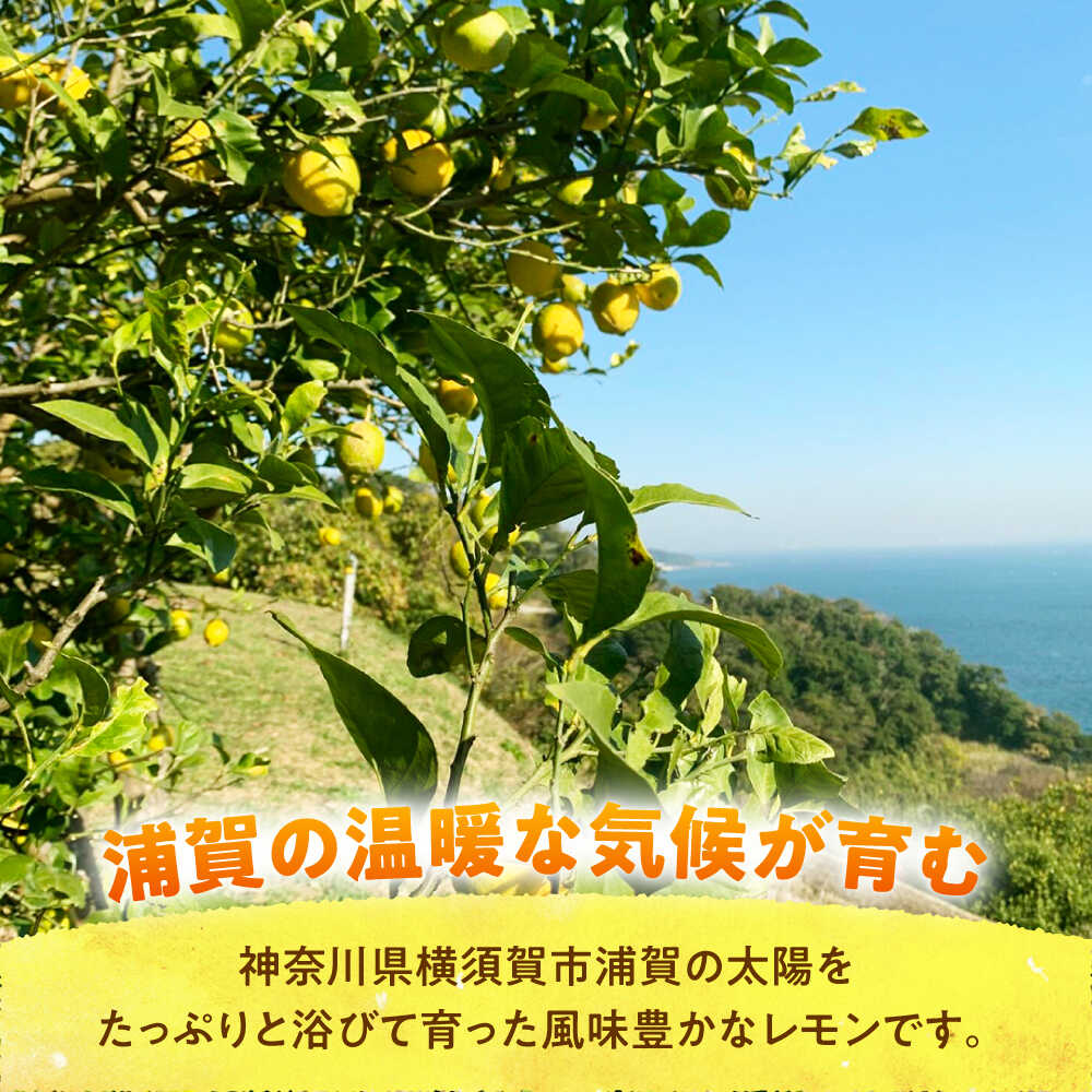 【ふるさと納税】【先行予約】【数量限定20セット】浦賀産 青レモン 5kg【ファーマシーガーデン浦賀】[AKBG006] サムネイル3