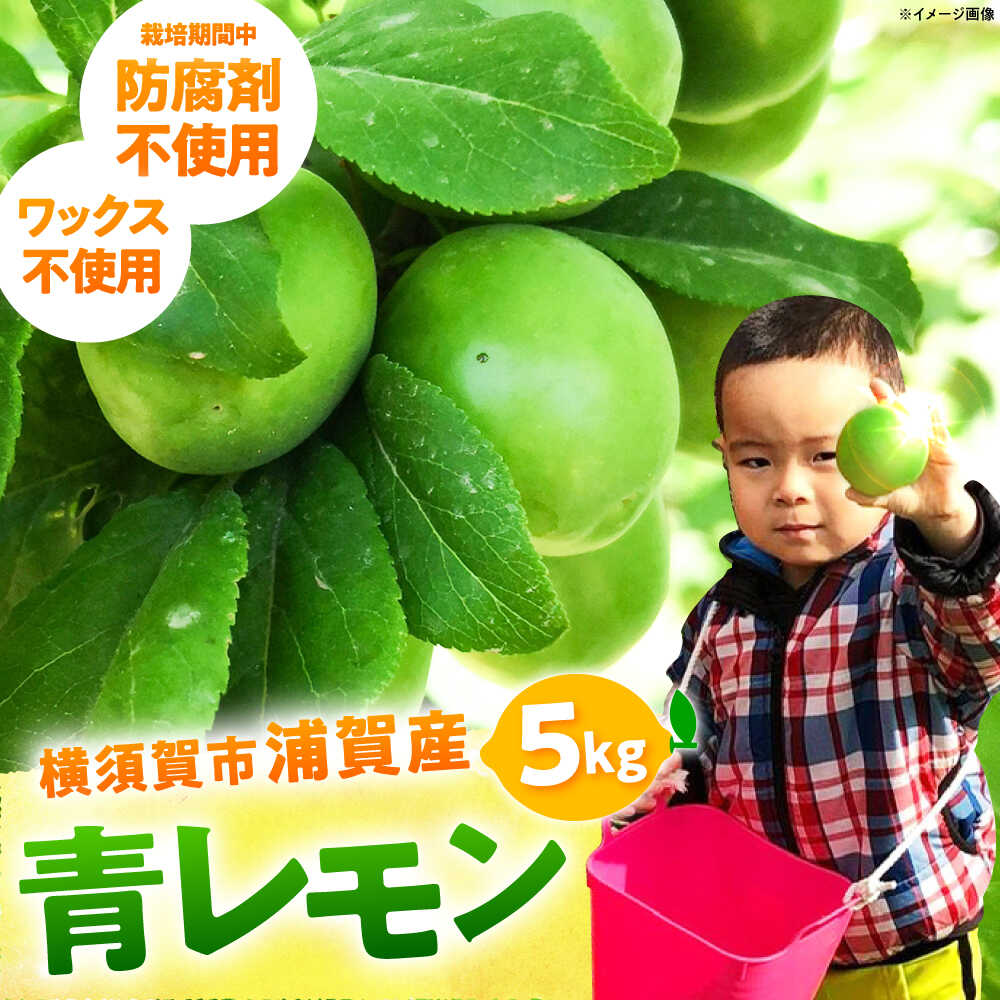 【先行予約】【数量限定20セット】浦賀産 青レモン 5kg【ファーマシーガーデン浦賀】[AKBG006]