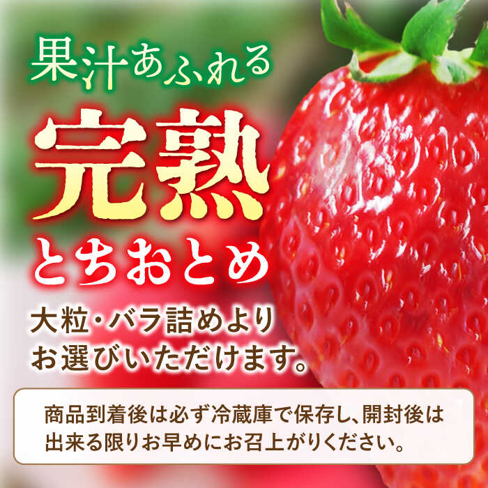 【ふるさと納税】【先行予約】【選べるパック数】【数量限定100セット】嘉山農園の完熟大粒いちご とちおとめ 300g×2パック または 嘉山農園の完熟バラ詰めいちご とちおとめ 260g×2パック イチゴ 苺 フルーツ 果物 いちご 大粒 完熟【いちごはうす嘉山農園】[AKCO001] サムネイル3