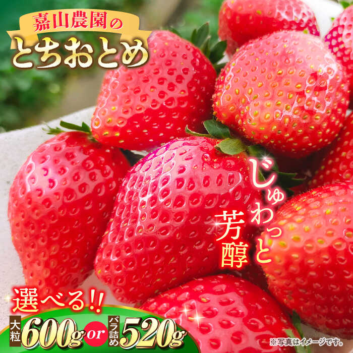 【先行予約】【選べるパック数】【数量限定100セット】嘉山農園の完熟大粒いちご とちおとめ 300g×2パック または 嘉山農園の完熟バラ詰めいちご とちおとめ 260g×2パック イチゴ 苺 フルーツ 果物 いちご 大粒 完熟【いちごはうす嘉山農園】[AKCO001]