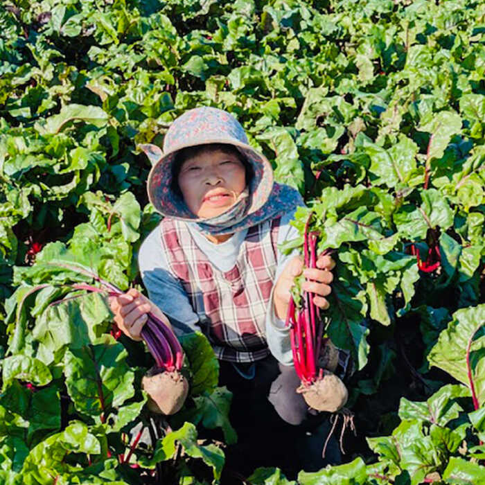 【ふるさと納税】【全3回定期便】横須賀BASEビーツ 10kg（1kg×10袋）【ゆり子ファーム】ビーツ 横須賀野菜 野菜 びーつ ゆり子ファーム 農園 [AKCR010] - 画像2