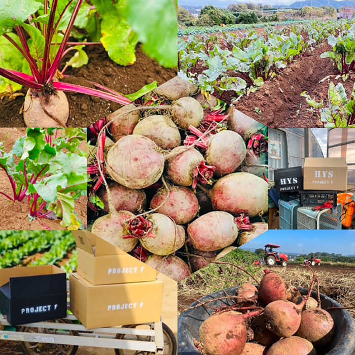 【ふるさと納税】【全3回定期便】横須賀BASEビーツ 10kg（1kg×10袋）【ゆり子ファーム】ビーツ 横須賀野菜 野菜 びーつ ゆり子ファーム 農園 [AKCR010] - 画像3