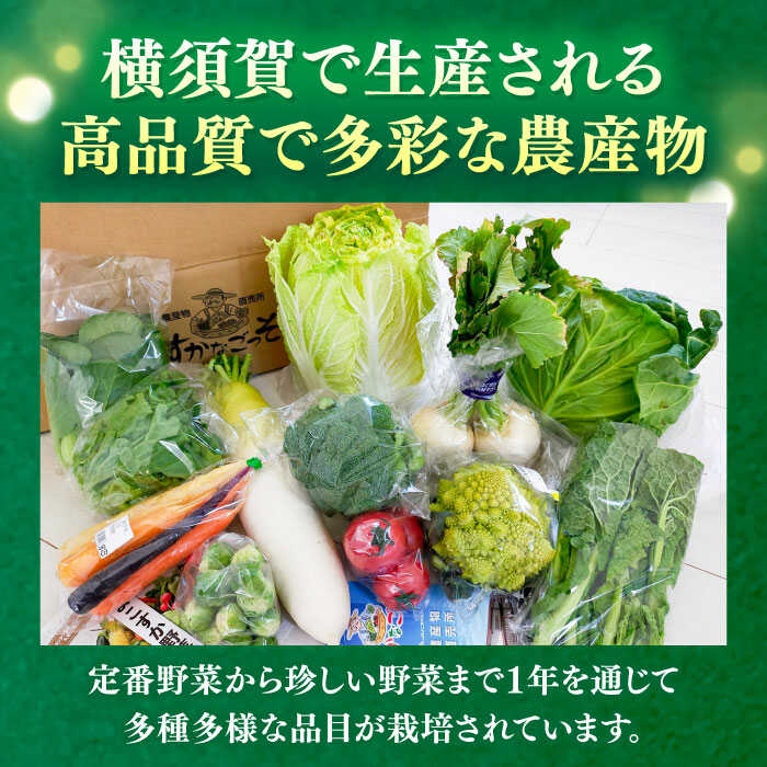 【ふるさと納税】【先行予約】【数量限定50セット】よこすか こだわりかぼちゃ 約10kg 野菜 旬 サラダ 採れたて おまかせ 新鮮 国産 横須賀 こだわり かぼちゃ カボチャ 南瓜 パンプキン 神奈川県 横須賀市【JAよこすか葉山】[AKFO004] 20000円 2万円 - 画像3