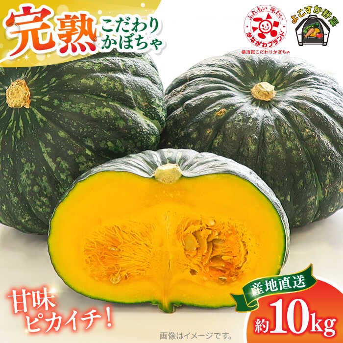 【先行予約】【数量限定50セット】よこすか こだわりかぼちゃ 約10kg 野菜 旬 サラダ 採れたて おまかせ 新鮮 国産 横須賀 こだわり かぼちゃ カボチャ 南瓜 パンプキン 神奈川県 横須賀市【JAよこすか葉山】[AKFO004] 20000円 2万円