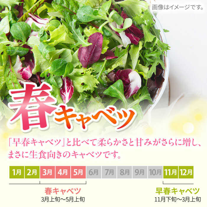 【ふるさと納税】【先行予約】よこすか 春キャベツ 8玉入り キャベツ 春キャベツ きゃべつ 野菜 旬 サラダ 採れたて 新鮮 国産 こだわり すかなごっそ 神奈川県 横須賀市【JAよこすか葉山】[AKFO005] 8000円 8千円 - 画像2