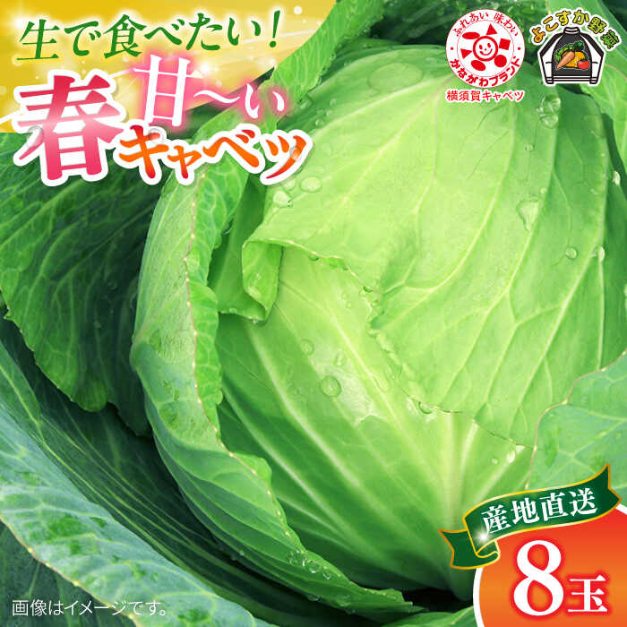 【先行予約】よこすか 春キャベツ 8玉入り キャベツ 春キャベツ きゃべつ 野菜 旬 サラダ 採れたて 新鮮 国産 こだわり すかなごっそ 神奈川県 横須賀市【JAよこすか葉山】[AKFO005] 8000円 8千円