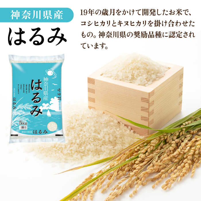 【ふるさと納税】【数量限定100セット】令和7年産 お米 はるみ 10kg 米 お米 こめ おこめ 白米 コメ さっぱり 粘り うま味 精米 はるみ 10キロ 神奈川県 神奈川【株式会社ヨコショク】[AKGC002] - 画像3