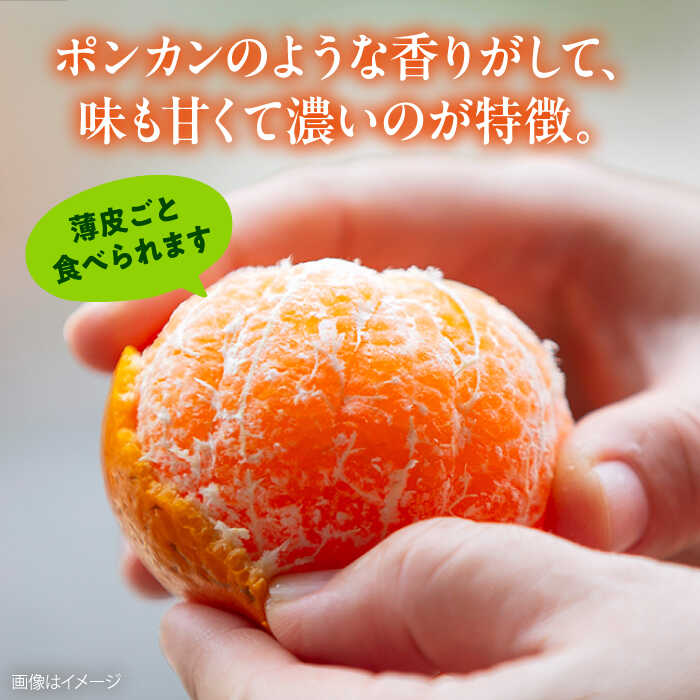 【ふるさと納税】【先行予約】【選べる容量！】 西南のひかり 約3kg / 約5kg みかん オレンジ ポンカン 品種 神奈川 蜜柑 ミカン 柑橘 フルーツ 有機肥料使用 除草剤不使用栽培 横須賀【志村農園】[AKGH005] サムネイル2