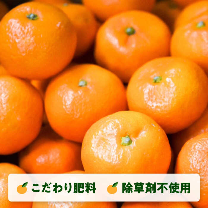 【ふるさと納税】【先行予約】【選べる容量！】 西南のひかり 約3kg / 約5kg みかん オレンジ ポンカン 品種 神奈川 蜜柑 ミカン 柑橘 フルーツ 有機肥料使用 除草剤不使用栽培 横須賀【志村農園】[AKGH005] サムネイル3