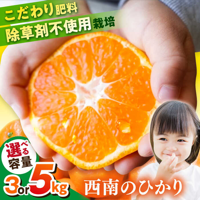 【先行予約】【選べる容量！】 西南のひかり 約3kg / 約5kg みかん ミカン 蜜柑 オレンジ 品種 柑橘 フルーツ 果物 果実 神奈川 横須賀 【志村農園】[AKGH005]