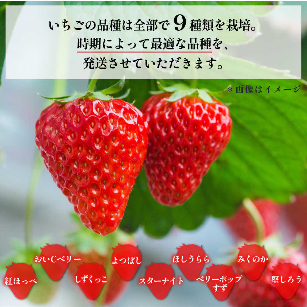【ふるさと納税】【先行予約】【数量限定100セットずつ】【選べるパック数・内容量】いちご 約450g〜約900g【いちごはうす西脇】[AKHO001] サムネイル2