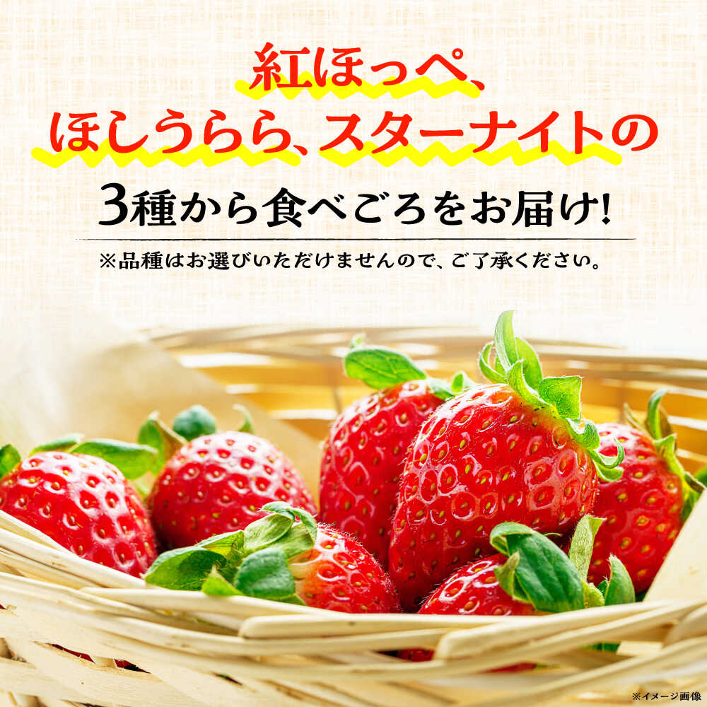 【ふるさと納税】【先行予約】【選べるパック数】【数量限定】島野農園のいちご 400g×1パック or 400g×2パック 紅ほっぺ ほしうらら スターナイト いちご イチゴ 苺 くだもの フルーツ 果物【島野農園】[AKHV001] サムネイル2