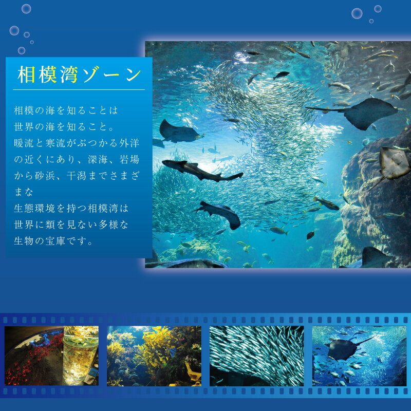 【ふるさと納税】 水族館 チケット 新江ノ島水族館 選べる 年間 パスポート 引換券 江ノ島 江の島 利用券 券 体験チケット イルカショー 体験型 アクティビティ 入場券 前売り券 お出かけ 旅行 観光 トラベル 関東 すいぞくかん レジャー 神奈川 湘南 藤沢 - 画像3