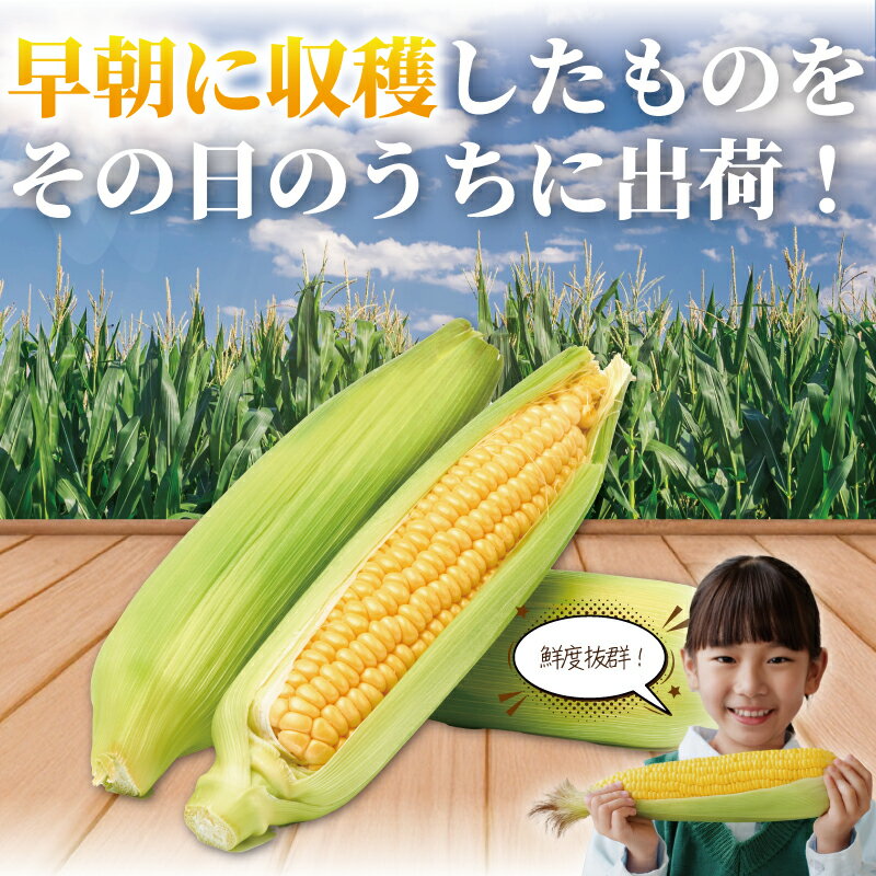 【ふるさと納税】 スイートコーン 3.6kg (9~11本) 朝採り とれたて とうもろこし トウモロコシ 先行予約 コーン 新鮮 ジューシー 甘い 美味い おやつ とうきび 国産 旬 夏野菜 野菜 やさい 冷蔵 農家直送 数量限定 産地直送 まめっぱ農園 神奈川 湘南 藤沢 - 画像2