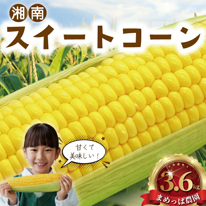 スイートコーン 3.6kg (9~11本) 朝採り とれたて とうもろこし トウモロコシ 先行予約 コーン 新鮮 ジューシー 甘い 美味い おやつ とうきび 国産 旬 夏野菜 野菜 やさい 冷蔵 農家直送 数量限定 産地直送 まめっぱ農園 神奈川 湘南 藤沢