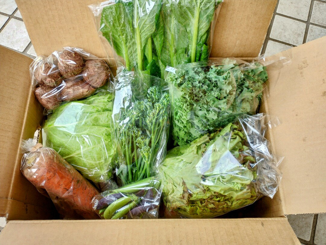 【ふるさと納税】 訳あり 旬 の 野菜セット 8品 種類おまかせ 旬 野菜 やさい yasai ヤサイ 野菜セット やさいセット 旬の野菜 お野菜 春野菜 夏野菜 秋野菜 冬野菜 不揃い おまかせ 訳アリ 訳あり品 わけあり 訳有 ワケアリ 数量限定 農家直送 産地直送 神奈川 湘南 藤沢 - 画像2