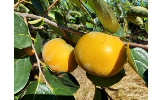 【ふるさと納税】 柿 富有柿 次郎柿 5kg 品種おまかせ 訳あり 訳アリ わけあり かき カキ もぎたて くだもの 果物 果実 フルーツ 旬 新鮮 先行予約 数量限定 産地直送 農家直送 健康 ビタミン 栄養 ご 家庭用 お取り寄せ 50年間柿作り 関根果樹園 神奈川 湘南 藤沢 サムネイル3