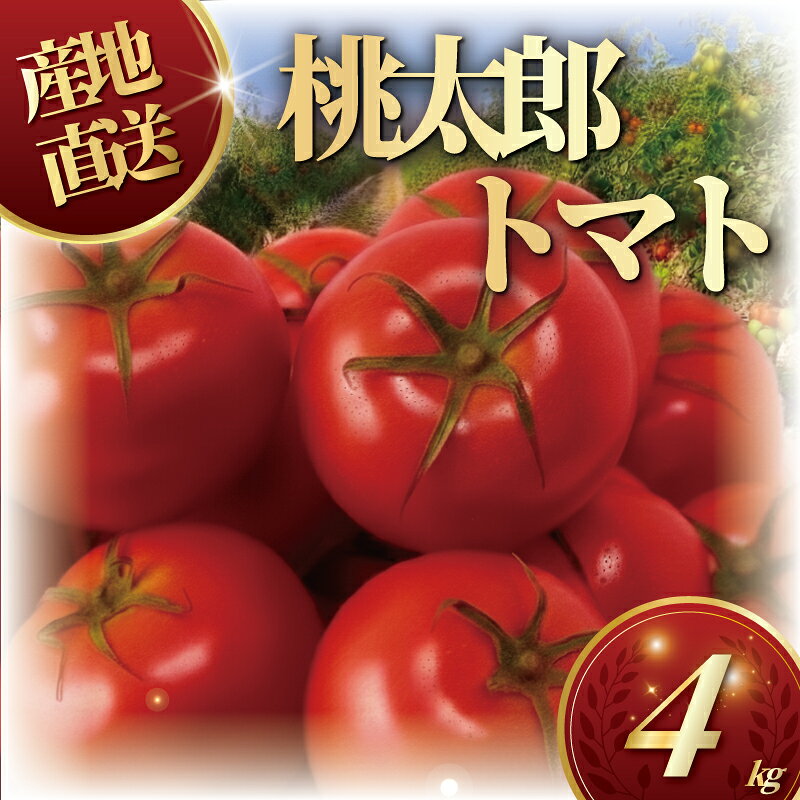 桃太郎 トマト 4kg トマト 野菜 やさい 果物 とまと ハウス栽培 tomato 甘い リコピン トマト フルーツ 先行予約 2026年 産地直送 数量限定 農家直送 鮮度 新鮮 土耕栽培 栽培 ビタミンC 美容 健康 栄養 お弁当 先行予約 亀井農園 10000円 神奈川 湘南 藤沢