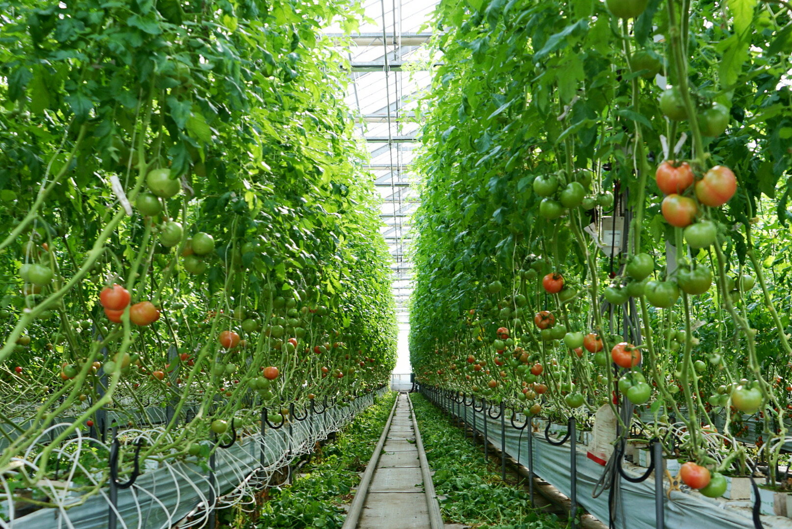 【ふるさと納税】 完熟トマトジュース ( 720mL × 2本 ) トマト 完熟トマト tomato 濃厚 さっぱり 野菜 やさい 果物 フルーツ 甘い リコピン ビタミンC プチ 美容 美肌 健康食品 新鮮 栄養 免疫 サラダ 料理 アレンジ 人気 食塩 添加物 不使用 井出農園 神奈川 湘南 藤沢 - 画像3