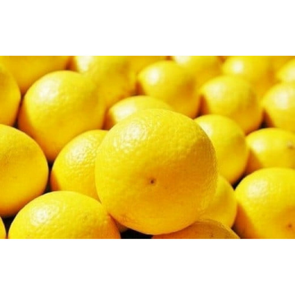 〈超希少商品〉神奈川生まれの柑橘 ハウス栽培の湘南ゴールド＜出荷開始：2026年2月15日出荷開始～2026年3月10日出荷終了＞【フルーツ オレンジ 果物 柑橘 贈答用 家庭用 自宅用 神奈川県小田原市】