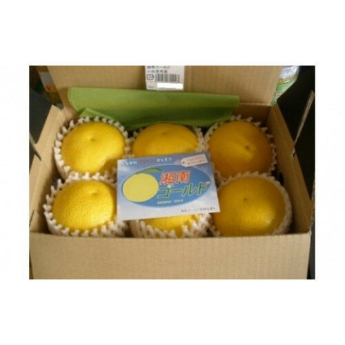 【ふるさと納税】〈超希少商品〉神奈川生まれの柑橘 ハウス栽培の湘南ゴールド＜出荷開始：2026年2月15日出荷開始～2026年3月10日出荷終了＞【フルーツ オレンジ 果物 柑橘 贈答用 家庭用 自宅用 神奈川県小田原市】 サムネイル2