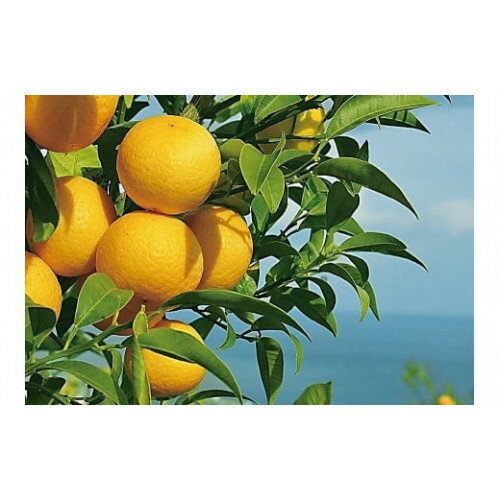 【ふるさと納税】〈超希少商品〉神奈川生まれの柑橘 ハウス栽培の湘南ゴールド＜出荷開始：2026年2月15日出荷開始～2026年3月10日出荷終了＞【フルーツ オレンジ 果物 柑橘 贈答用 家庭用 自宅用 神奈川県小田原市】 サムネイル3