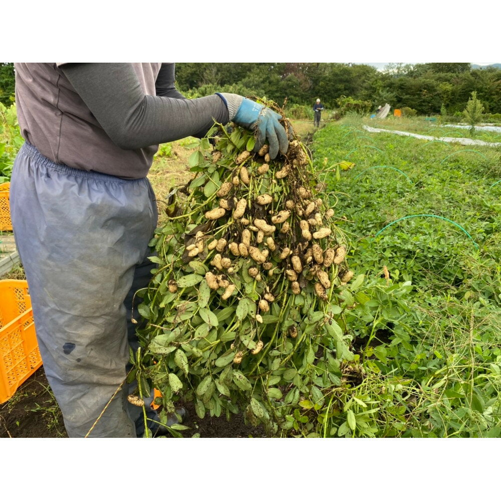 【ふるさと納税】ゆで落花生おおまさり150g×10pセット | 野菜 やさい 食品 人気 おすすめ 送料無料 - 画像2