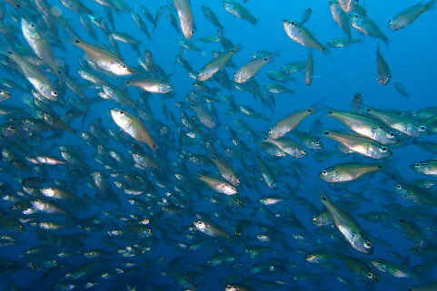 小田原の海を潜ろう！ガイド付きファンダイビング【2ビーチ】【石橋ダイビングセンター 小田原でダイビング Cカード保有者様向け 四季折々の水中景観 ファンダイビング 豊富な生物層 神奈川県 小田原市 】