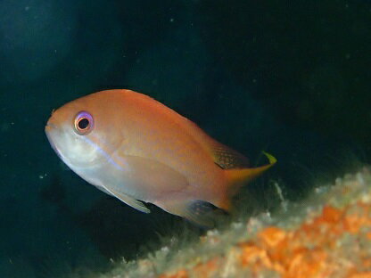 【ふるさと納税】小田原の海を潜ろう！ガイド付きファンダイビング【2ビーチ】【石橋ダイビングセンター 小田原でダイビング Cカード保有者様向け 四季折々の水中景観 ファンダイビング 豊富な生物層 神奈川県 小田原市 】 - 画像3