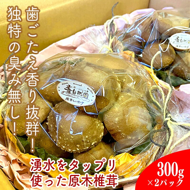 小田原の里山で湧水を贅沢に使って育てた原木生椎茸(300g×2パック)【野菜 きのこ キノコ 茸 シイタケ しいたけ 贈答用 ご家庭で 原木栽培 おすそ分け 神奈川県 小田原市 】