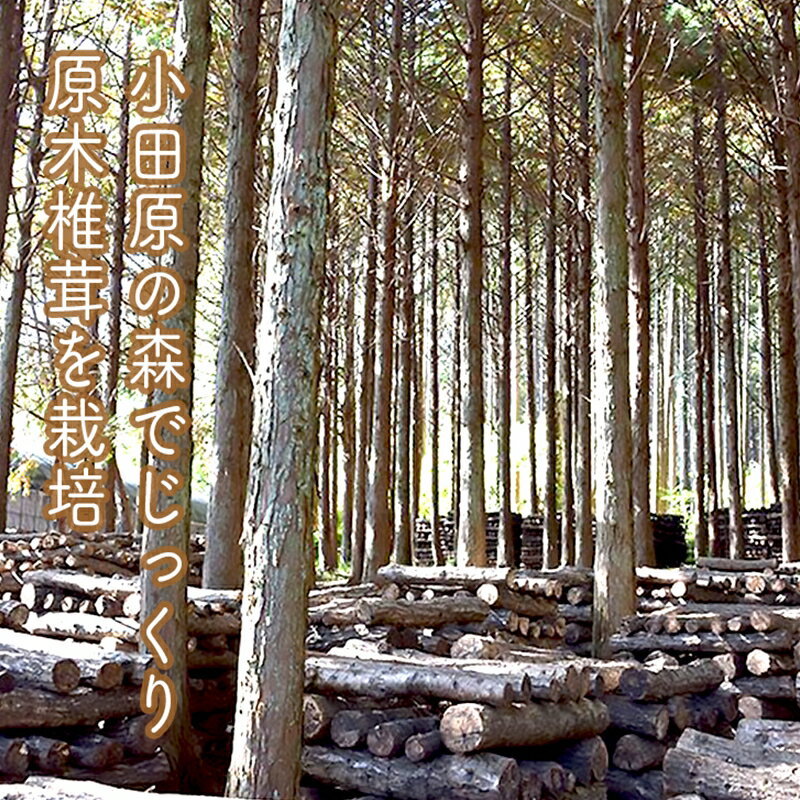 【ふるさと納税】小田原の里山で湧水を贅沢に使って育てた原木生椎茸(300g×2パック)【野菜 きのこ キノコ 茸 シイタケ しいたけ 贈答用 ご家庭で 原木栽培 おすそ分け 神奈川県 小田原市 】 - 画像3