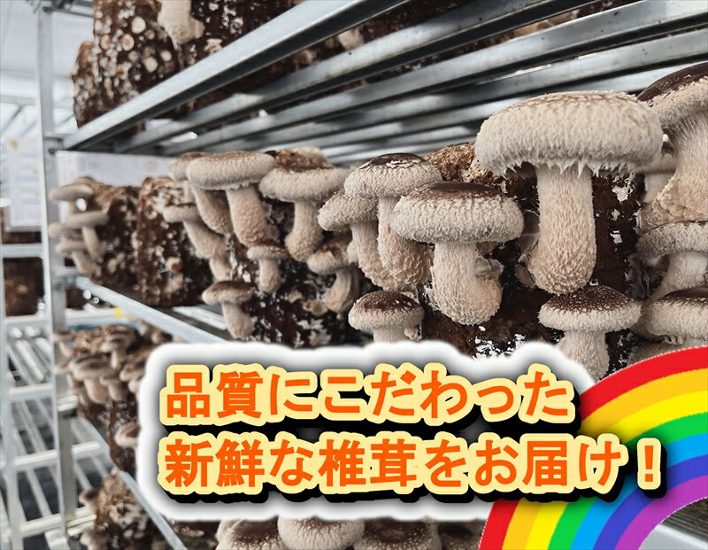 【ふるさと納税】小田原産高級しいたけ「海の香・山の香」　　香り高く肉厚でみずみずしい　　500gお届け【 野菜 きのこ キノコ 茸 シイタケ しいたけ 贈答用 ご家庭でおすそ分け 神奈川県 小田原市 】 - 画像2