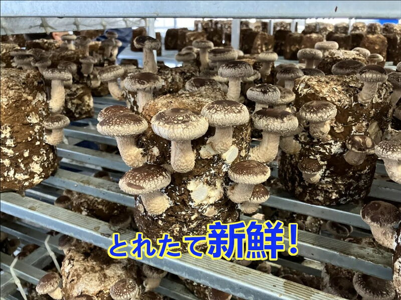 【ふるさと納税】小田原産高級しいたけ「海の香・山の香」　　香り高く肉厚でみずみずしい　　500gお届け【 野菜 きのこ キノコ 茸 シイタケ しいたけ 贈答用 ご家庭でおすそ分け 神奈川県 小田原市 】 - 画像3