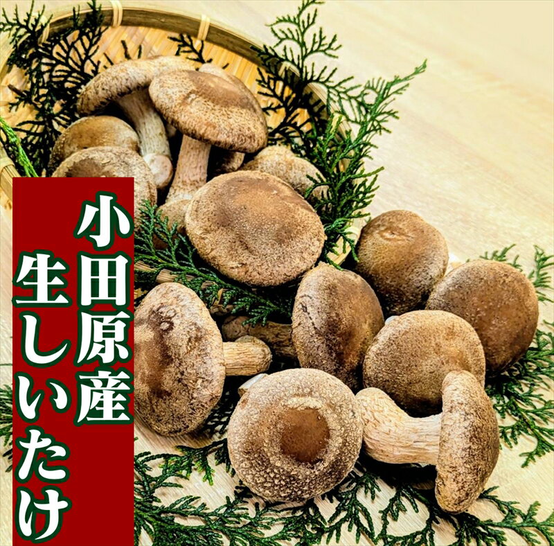 小田原産高級しいたけ「海の香・山の香」　　香り高く肉厚でみずみずしい　　500gお届け【 野菜 きのこ キノコ 茸 シイタケ しいたけ 贈答用 ご家庭でおすそ分け 神奈川県 小田原市 】