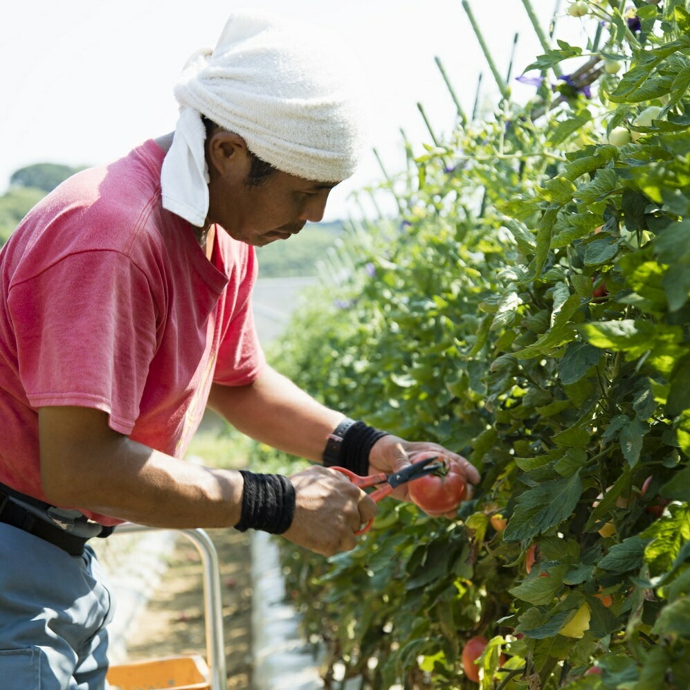 【ふるさと納税】 ボリューム満点 季節の野菜 詰め合わせ （冬） 三浦大根 大根 だいこん 野菜 冬野菜 青首 味一番 白菜 ブロッコリー 人参 カブ ケール ビーツ おいしい 期間限定 三浦野菜 旬のやさい くろぜむ農園 神奈川 三浦市 おすすめ ランキング プレゼント ギフト サムネイル3
