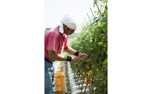 【ふるさと納税】 王様トマト 贅沢セット 3kg以上 トマト とまと 野菜 王様とまと 完熟 赤熟もぎり リコピン 美白効果 日持ちがよい 美味しい おいしい みずみずしい 期間限定 季節の野菜 旬のやさい くろぜむ農園 神奈川 三浦市 おすすめ ランキング プレゼント ギフト - 画像2