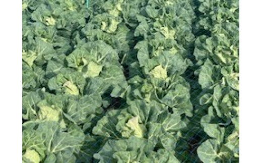 海洋深層水で育った甘くて柔らかい 三浦の春キャベツ 金系201 5個 ～ 8個 キャベツ 春キャベツ 野菜 甘み 甘味 あまい 海洋深層水 季節の野菜 旬のやさい 三浦野菜 期間限定 藤平農園 神奈川県 三浦市 おすすめ ランキング プレゼント ギフト