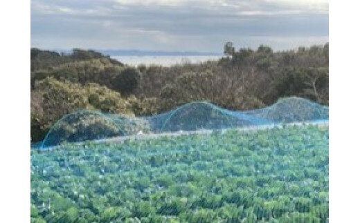 【ふるさと納税】 海洋深層水で育った甘くて柔らかい 三浦の春キャベツ 金系201 5個 ～ 8個 キャベツ 春キャベツ 野菜 甘み 甘味 あまい 海洋深層水 季節の野菜 旬のやさい 三浦野菜 期間限定 藤平農園 神奈川県 三浦市 おすすめ ランキング プレゼント ギフト - 画像2