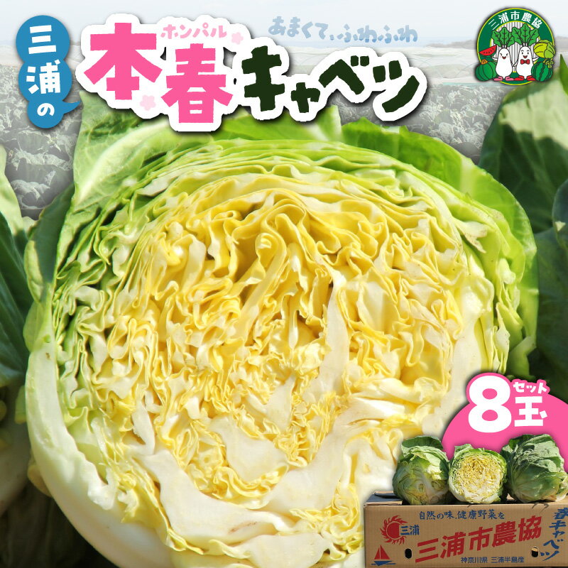甘ーくてふわふわ柔らかな三浦の本春（ホンパル） キャベツ 8玉 セット 春 春キャベツ 本春 旬 ふわふわ 野菜 ベジタブル おいしい 柔らかい 新鮮 旬 期間限定 三浦市農業協同組合 神奈川県 三浦市 おすすめ ランキング プレゼント ギフト