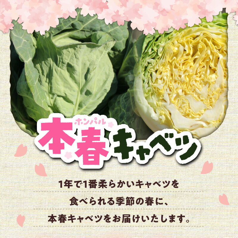 【ふるさと納税】 甘ーくてふわふわ柔らかな三浦の本春（ホンパル） キャベツ 8玉 セット 春 春キャベツ 本春 旬 ふわふわ 野菜 ベジタブル おいしい 柔らかい 新鮮 旬 期間限定 三浦市農業協同組合 神奈川県 三浦市 おすすめ ランキング プレゼント ギフト - 画像2