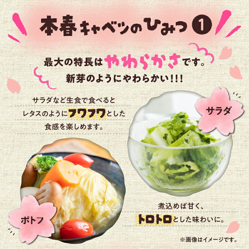 【ふるさと納税】 甘ーくてふわふわ柔らかな三浦の本春（ホンパル） キャベツ 8玉 セット 春 春キャベツ 本春 旬 ふわふわ 野菜 ベジタブル おいしい 柔らかい 新鮮 旬 期間限定 三浦市農業協同組合 神奈川県 三浦市 おすすめ ランキング プレゼント ギフト - 画像3