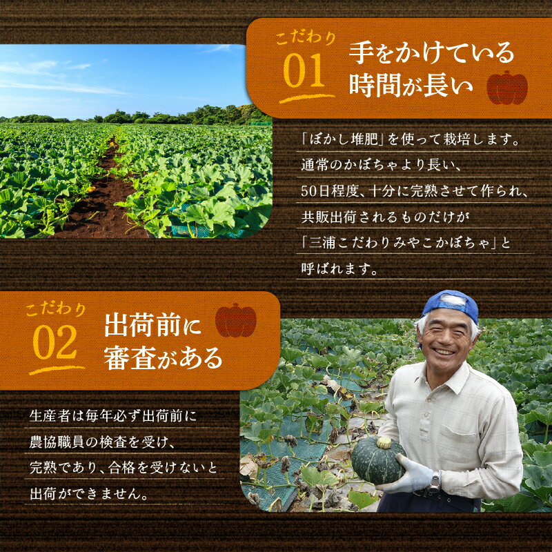 【ふるさと納税】【先行予約】 神奈川県 三浦市産 三浦こだわりかぼちゃ 7～8個 or 3個 かぼちゃ 南瓜 みやこ 野菜 甘い ほくほく ねっとり 完熟 期間限定 限定 国産 期間 予約 三浦市農業協同組合 三浦市 おすすめ ランキング プレゼント ギフト - 画像3