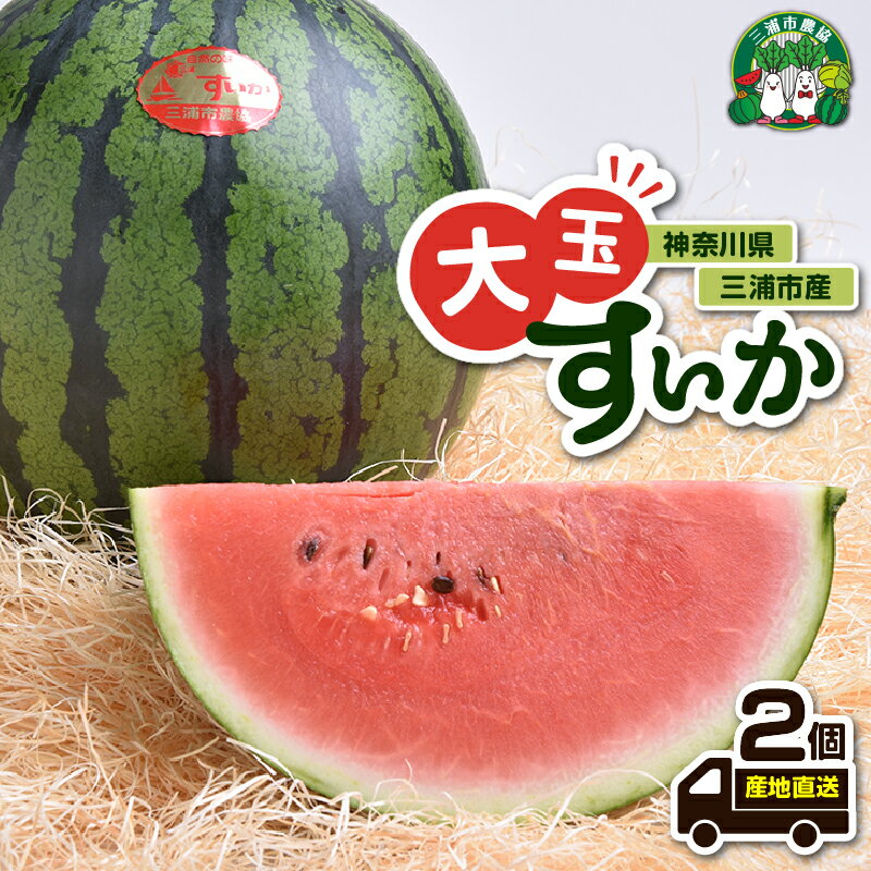 【先行予約】 神奈川県 三浦市産 大玉すいか 2個 すいか スイカ 西瓜 大玉 果物 フルーツ 三浦市農業協同組合 神奈川県 三浦市 おすすめ ランキング プレゼント ギフト