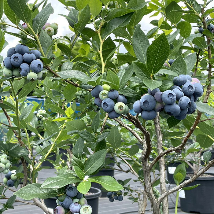 【ふるさと納税】厚木農園産　プレミア冷凍ブルーベリー（1kg） ／ 飯山 自然 栽培 丁寧 選別 送料無料 神奈川県 サムネイル2