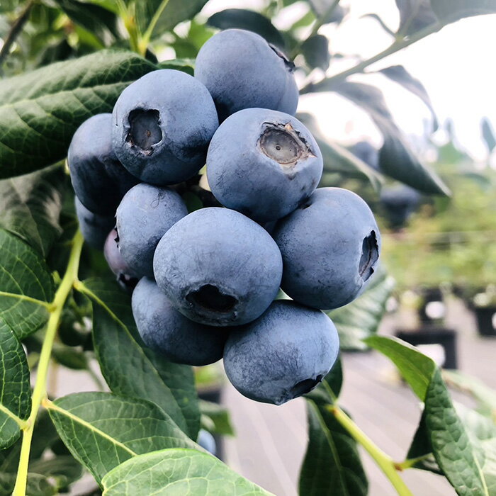 【ふるさと納税】厚木農園産　プレミア冷凍ブルーベリー（1kg） ／ 飯山 自然 栽培 丁寧 選別 送料無料 神奈川県 サムネイル3