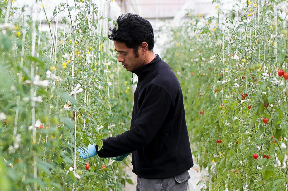 【ふるさと納税】[2025年12月下旬より発送] フルティカトマト (選べる重量／1kg 、2kg)｜ブランドトマト 濃い味 リコピン アイメック栽培 甘い 旨い 食感が良い [0671-0673] - 画像2