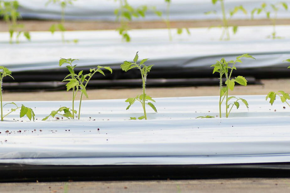 【ふるさと納税】[2025年12月下旬より発送] フルティカトマト (選べる重量／1kg 、2kg)｜ブランドトマト 濃い味 リコピン アイメック栽培 甘い 旨い 食感が良い [0671-0673] - 画像3