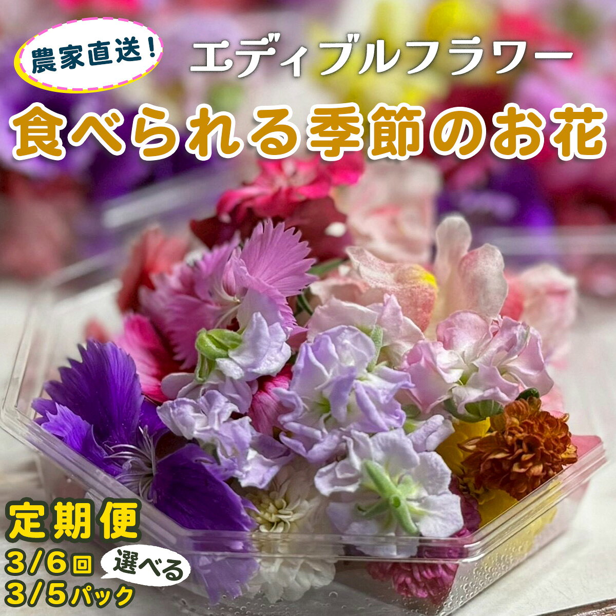 [定期便《選べる回数：3回／6回》] 農家直送！加藤さんちのエディブルフラワー《選べるパック数 (1回あたり)：3パック／5パック》(1パックあたり季節のお花15輪から30輪)｜食用 花 お花 野菜 トッピング 付け合わせ [0768-0772]