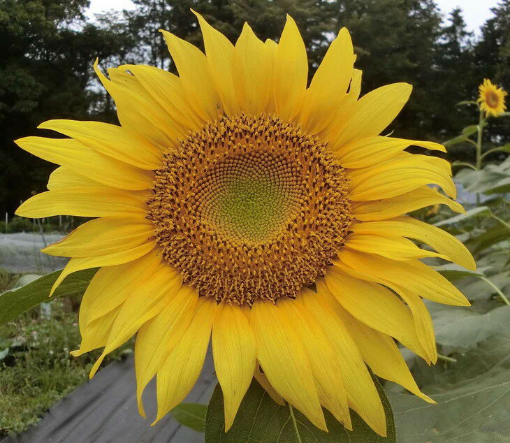 【ふるさと納税】ストール2ストール　工芸品　いさま染め｜天然 草木染 染織 ショール スカーフ ファッション小物 ひまわり 特産品 神奈川県　座間市 ※離島への配送不可 サムネイル2