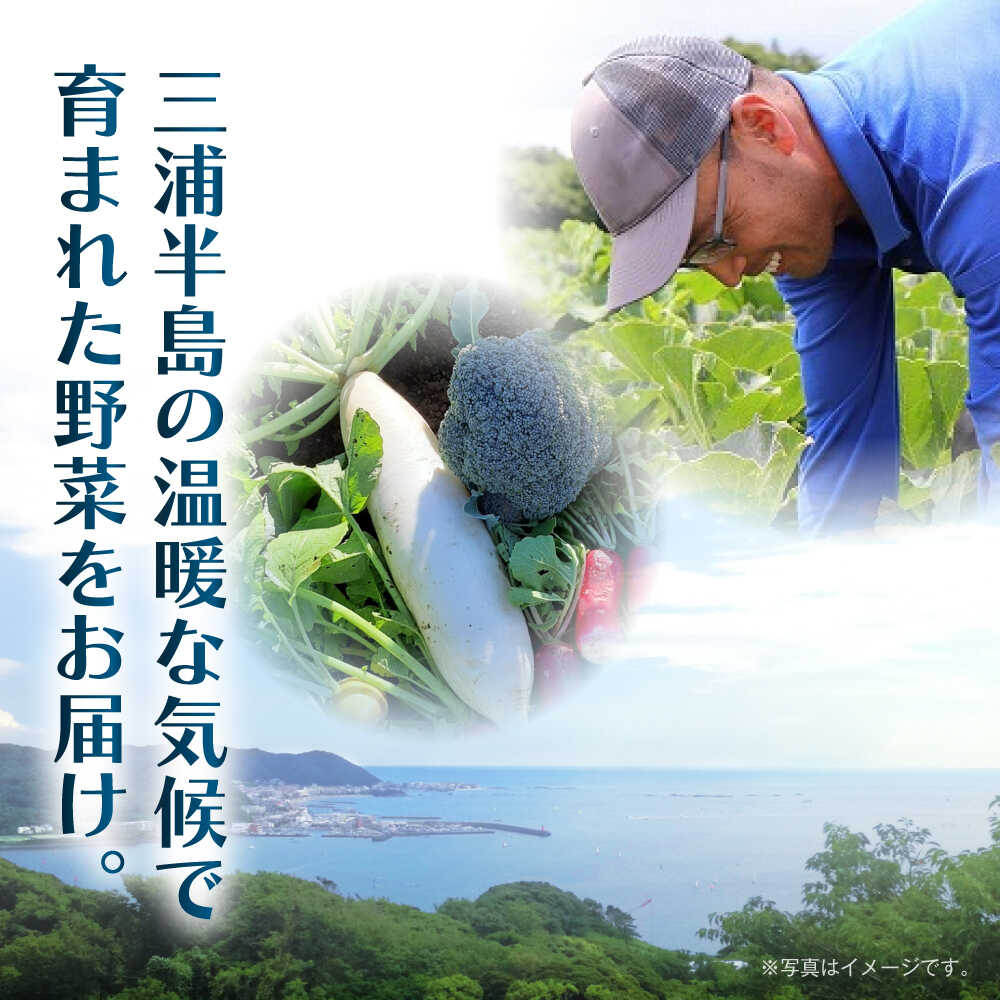 【ふるさと納税】【全3回定期便】よこすか野菜セット すかなボックス / 野菜 やさい 野菜ボックス 野菜セット 野菜詰め合わせ 野菜BOX 【JAよこすか葉山】[ASCB002] - 画像2
